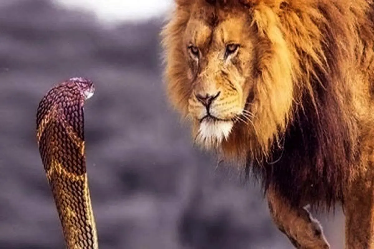 حمله دیدنی مار به شیری که قصد شکارش را داشت+ فیلم