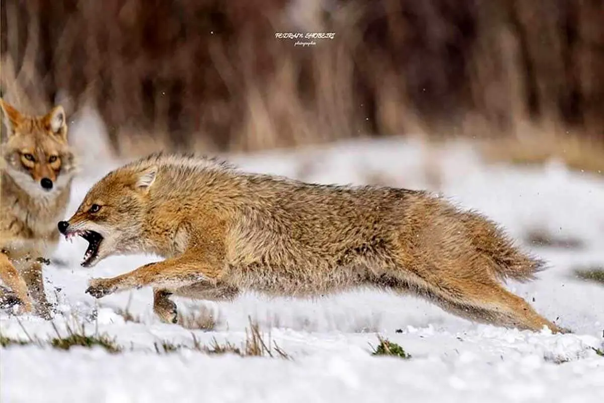 جست و خیز شغال بازیگوش در برف+ فیلم