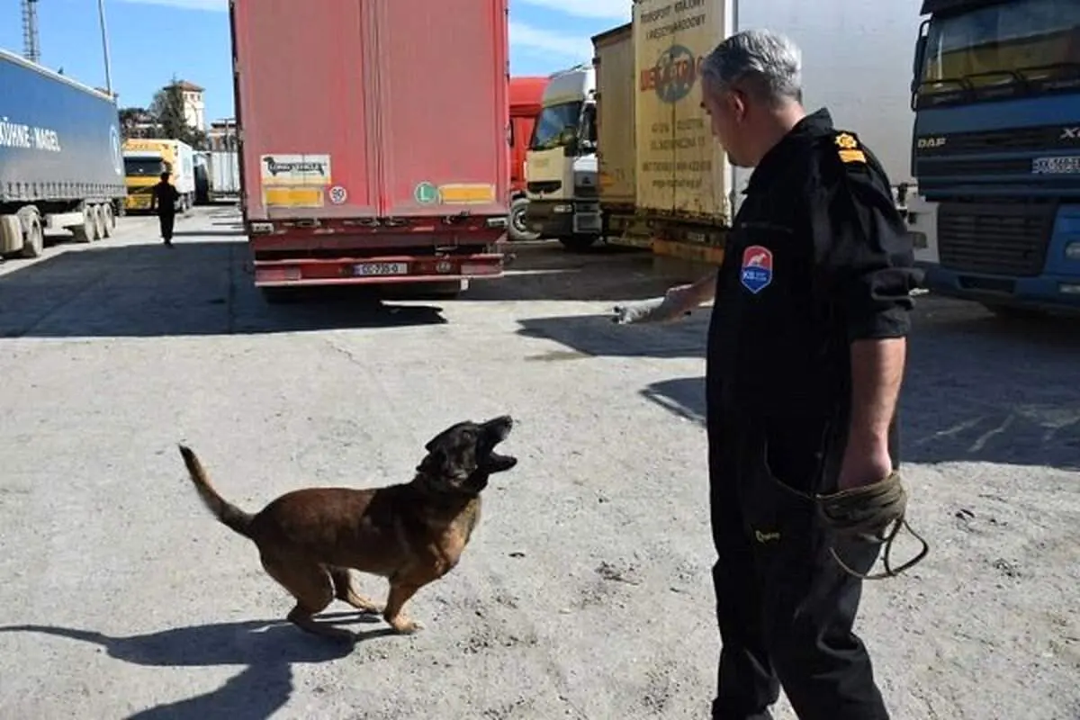 اتفاقی وحشتناک برای سگ‌های موادیاب گرانقیمت گمرکات کشور!