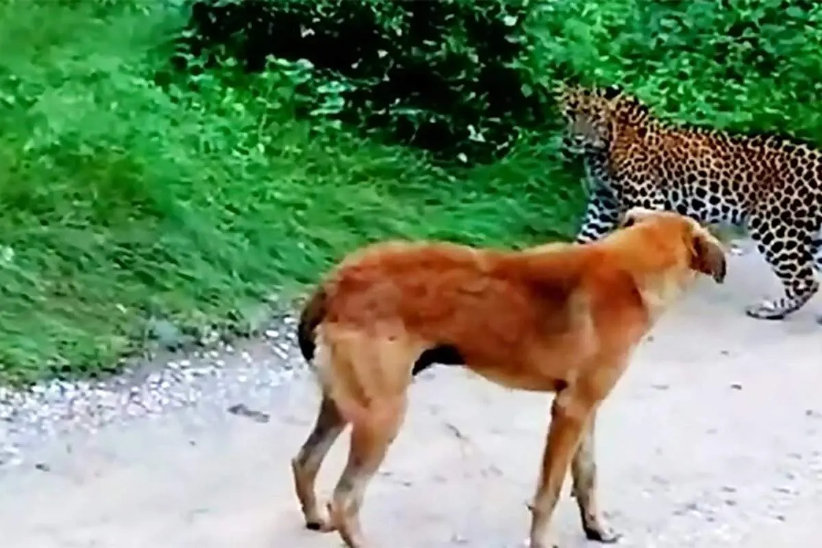 اتفاق عجیبی که پس از تعقیب سگ توسط پلنگ رخ داد + عکس