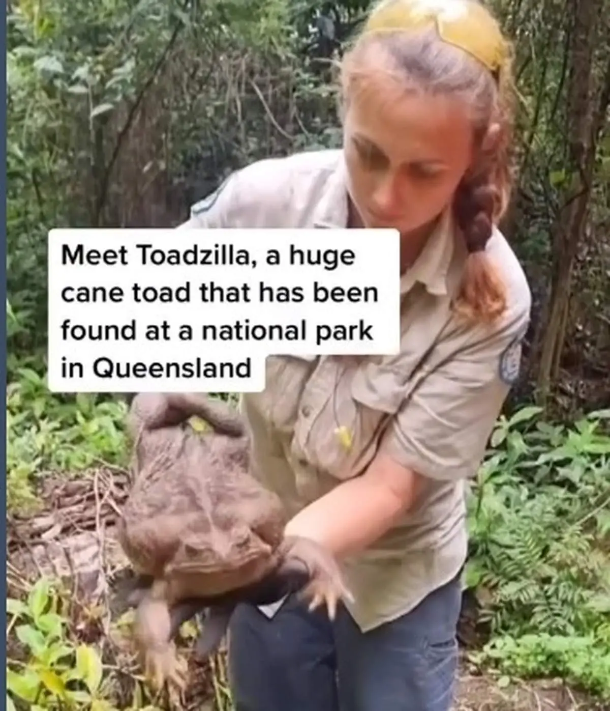 کشف وزغ غول‌پیکر در استرالیا+ فیلم