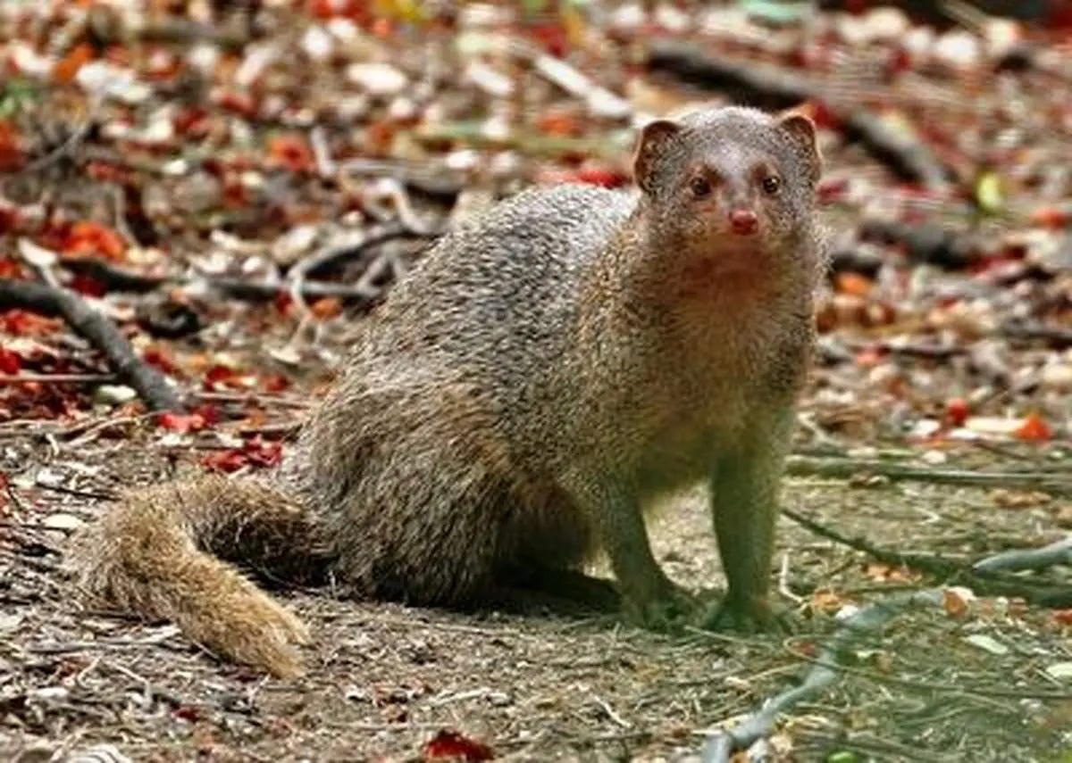 خفه شدن خدنگ نگون بخت در عضلات مار کبری!+فیلم