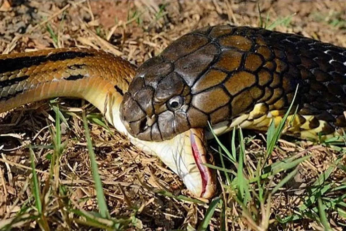 غول پیکر ترین مار کبری سر مار پیتون را خورد+ فیلم