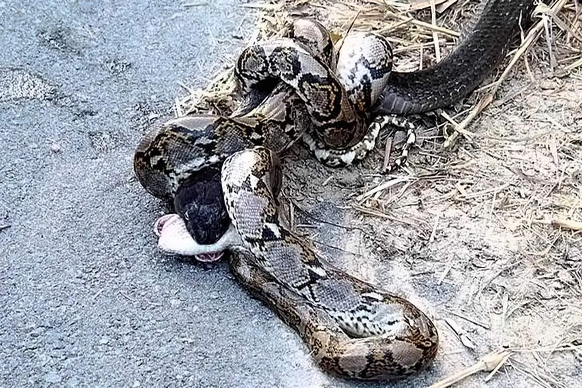 نبرد نفس گیر مار پیتون با شاه کبری+ فیلم