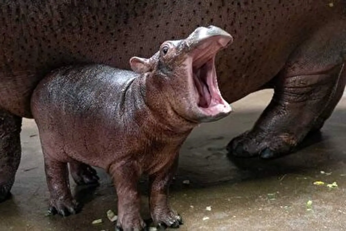 توپ بازی بامزه بچه اسب آبی مشهور باغ وحش آمریکایی!+ فیلم