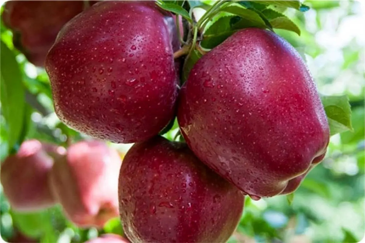 برای کاهش مضرات آلودگی هوا این میوه را بخورید