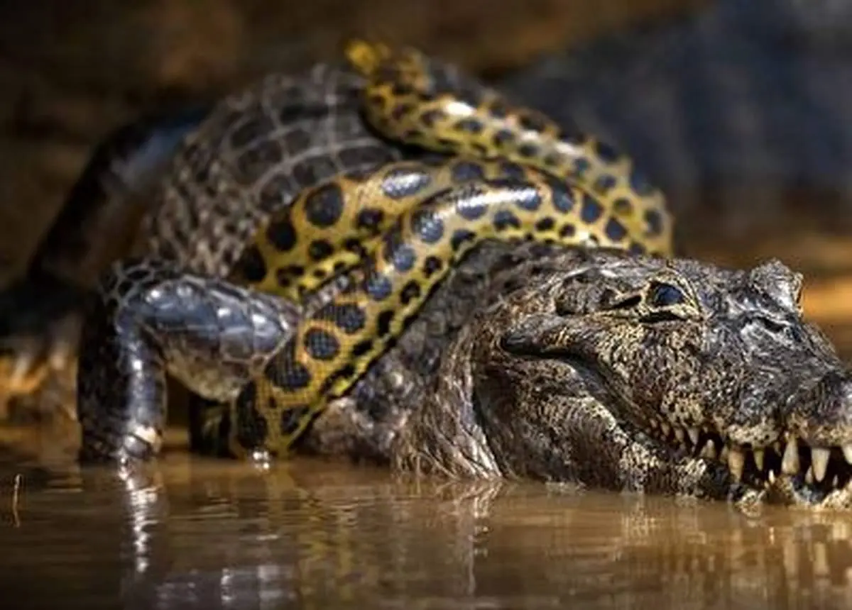 نبرد نفس گیر مار پیتون و تمساح + فیلم