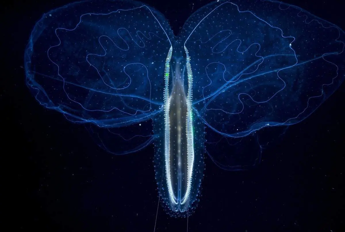 عکس‌های حیرت‌انگیز از زندگی در قطره‌های آب!