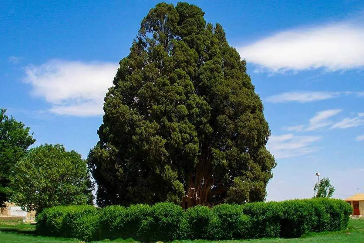 آیا می‌دانستید ایران درخت چند هزار ساله دارد؟+عکس