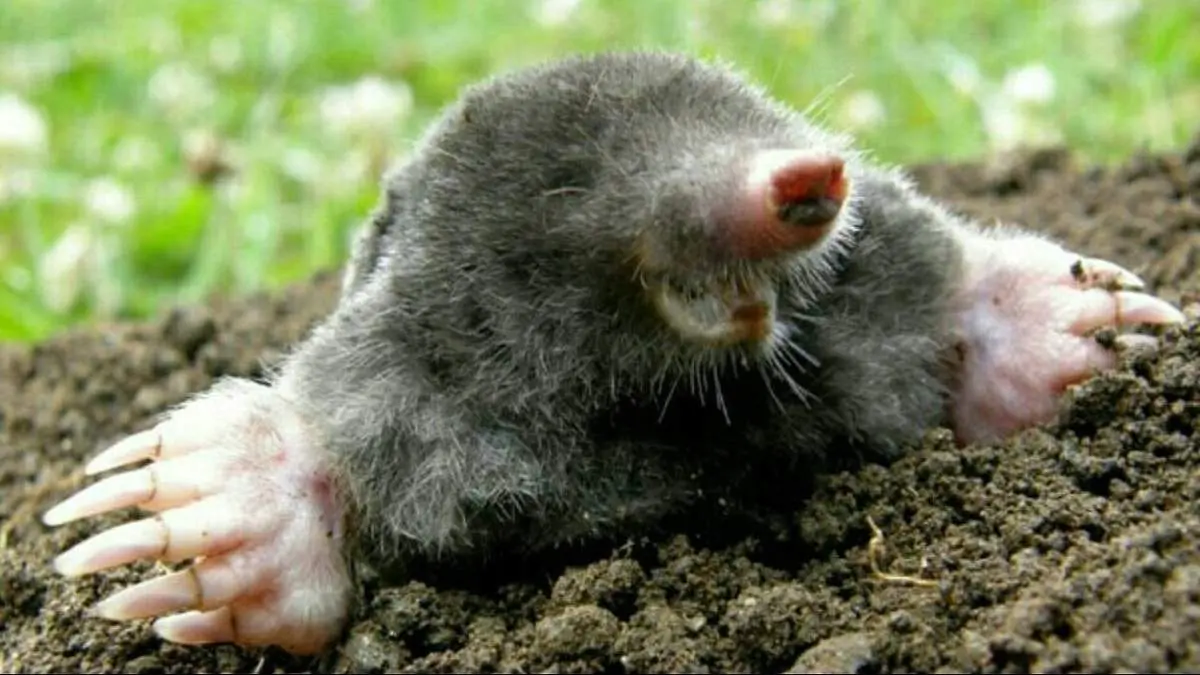 حفر عجیب تونل توسط این موش کور جذاب+ فیلم