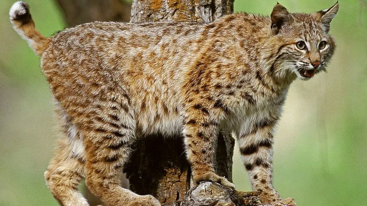 وقتی گربه، غذا را از دهان تمساح می دزد! + فیلم