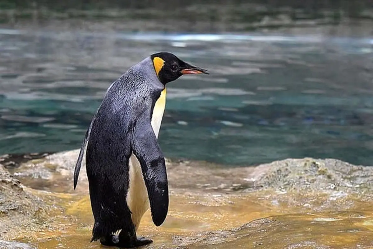 رصد مدفون پنگوئن ها، دانشمندان را به کشفی جالب رساند + عکس
