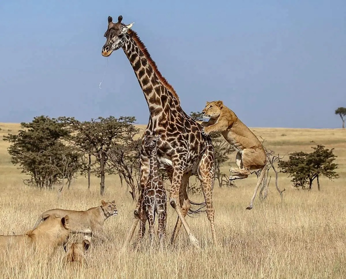 گله ی شیر های گرسنه به زرافه تنها حمله کردند+ فیلم