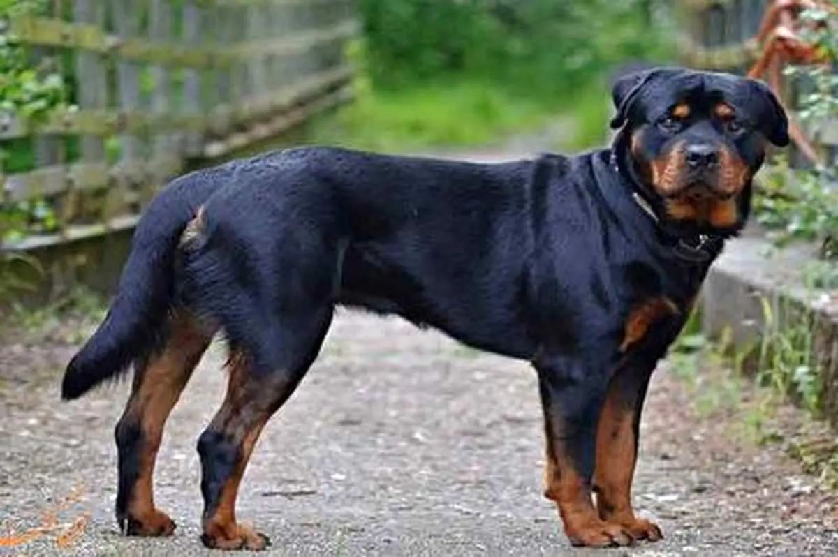 حمله سگ غول پیکر و وحشی به یک فیلمبردار!+ فیلم