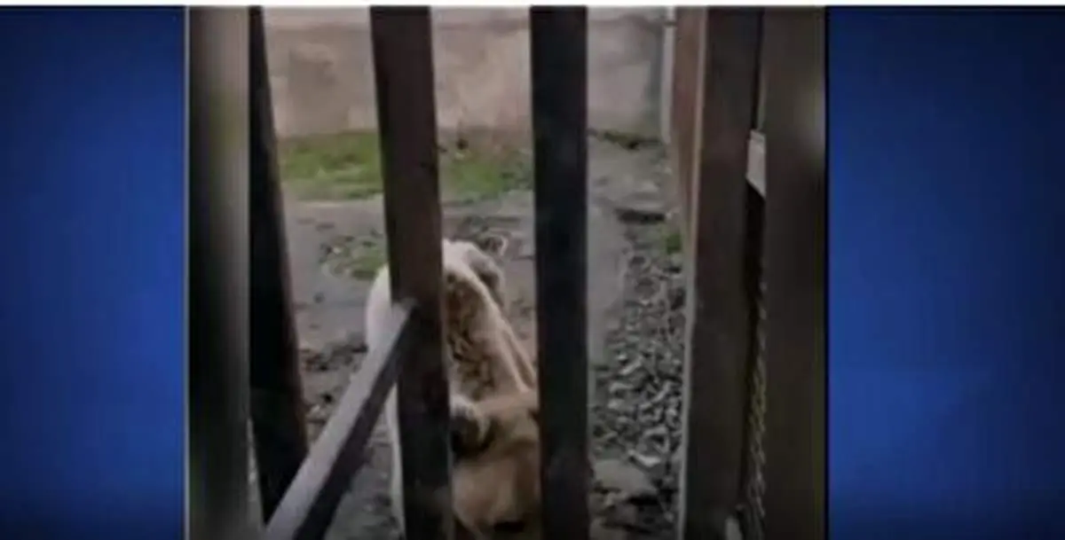 شیر و خرسی که در یک باغ وحش پوست و استخوان شدند+ فیلم