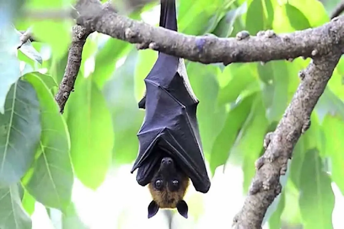 قیافه یک خفاش از نمای نزدیک + فیلم