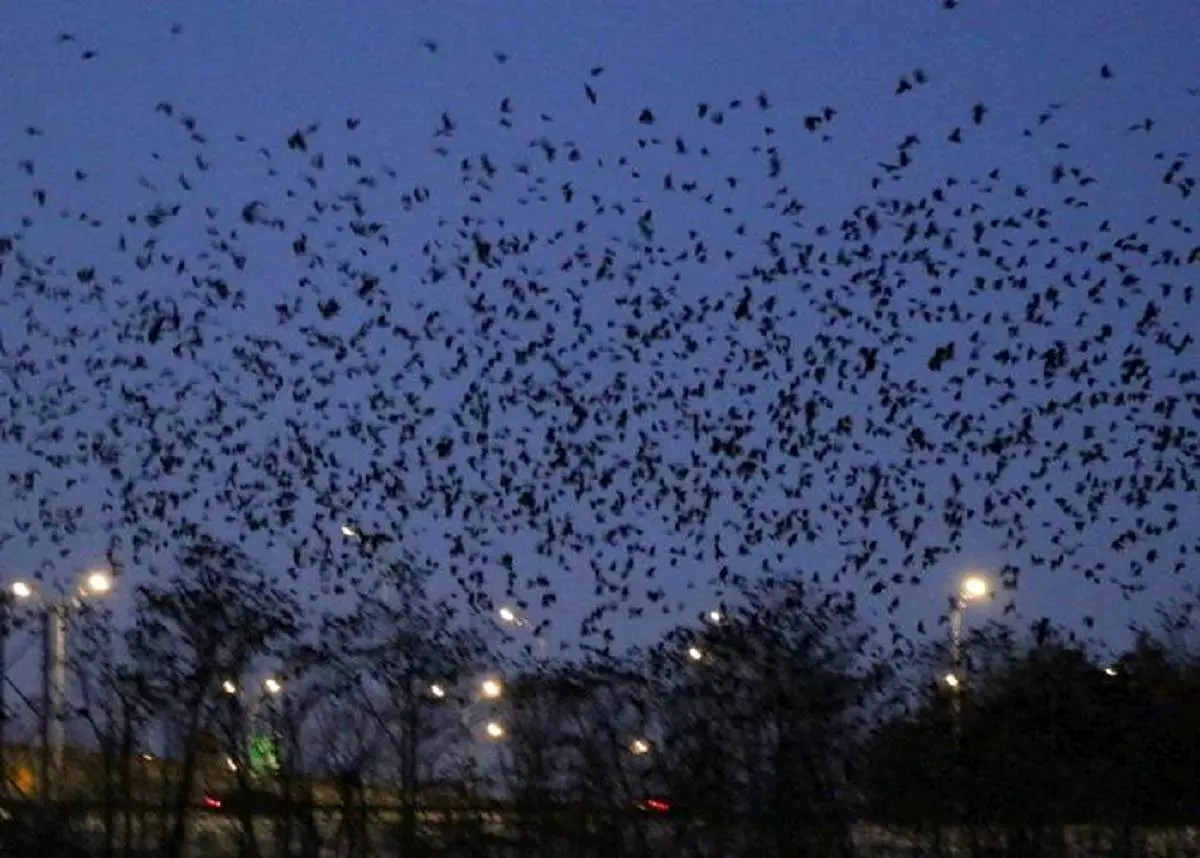 صحنه عجیب پرواز کلاغ‌های سرگردان بر فراز شهر کی یف + فیلم