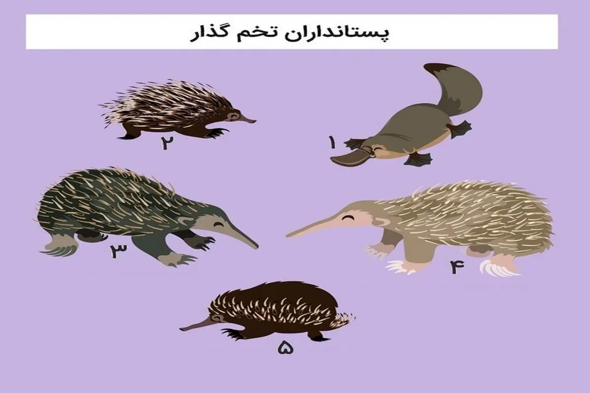 این پستانداران، تخم گذار از آب درآمدند+ تصاویر