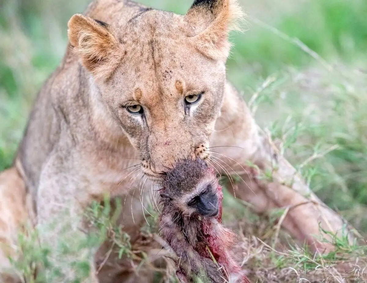 شیر عصبانی، بابون را مقابل چشم محیط بانان کشت!+ فیلم
