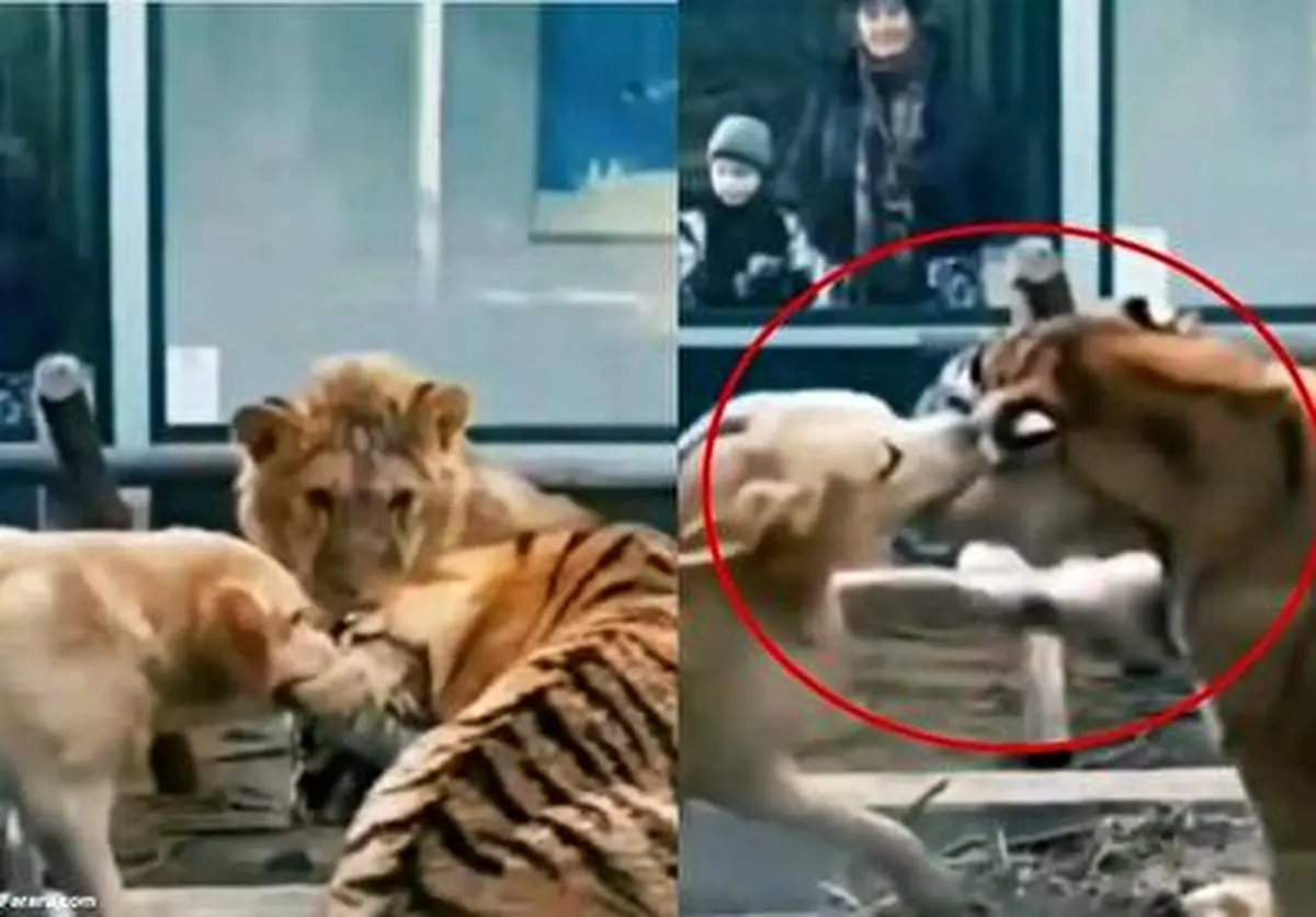 ویدئوی باورنکردنی از دفاع جانانه یک سگ از شیر در برابر ببر!