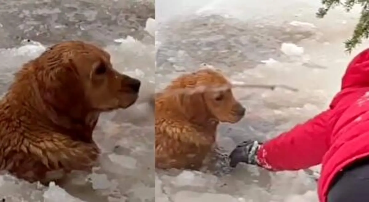 نجات معجزه آسای یک سگ از دریاچه یخ زده+ فیلم