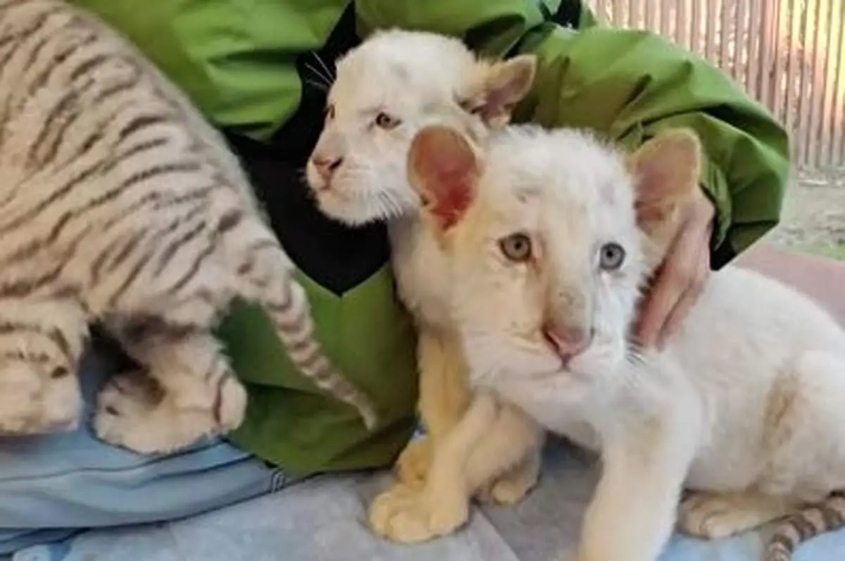 توله ببرهای سفید برفی نادر با پوستی فاقد خطوط مشکی+ فیلم