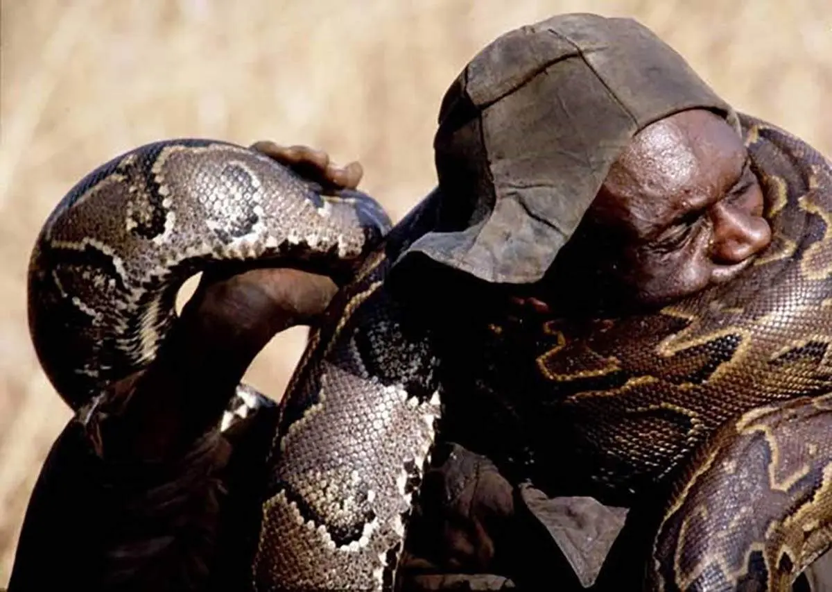 طعمه شدن بومیان آفریقا برای شکار مار پیتون+ فیلم
