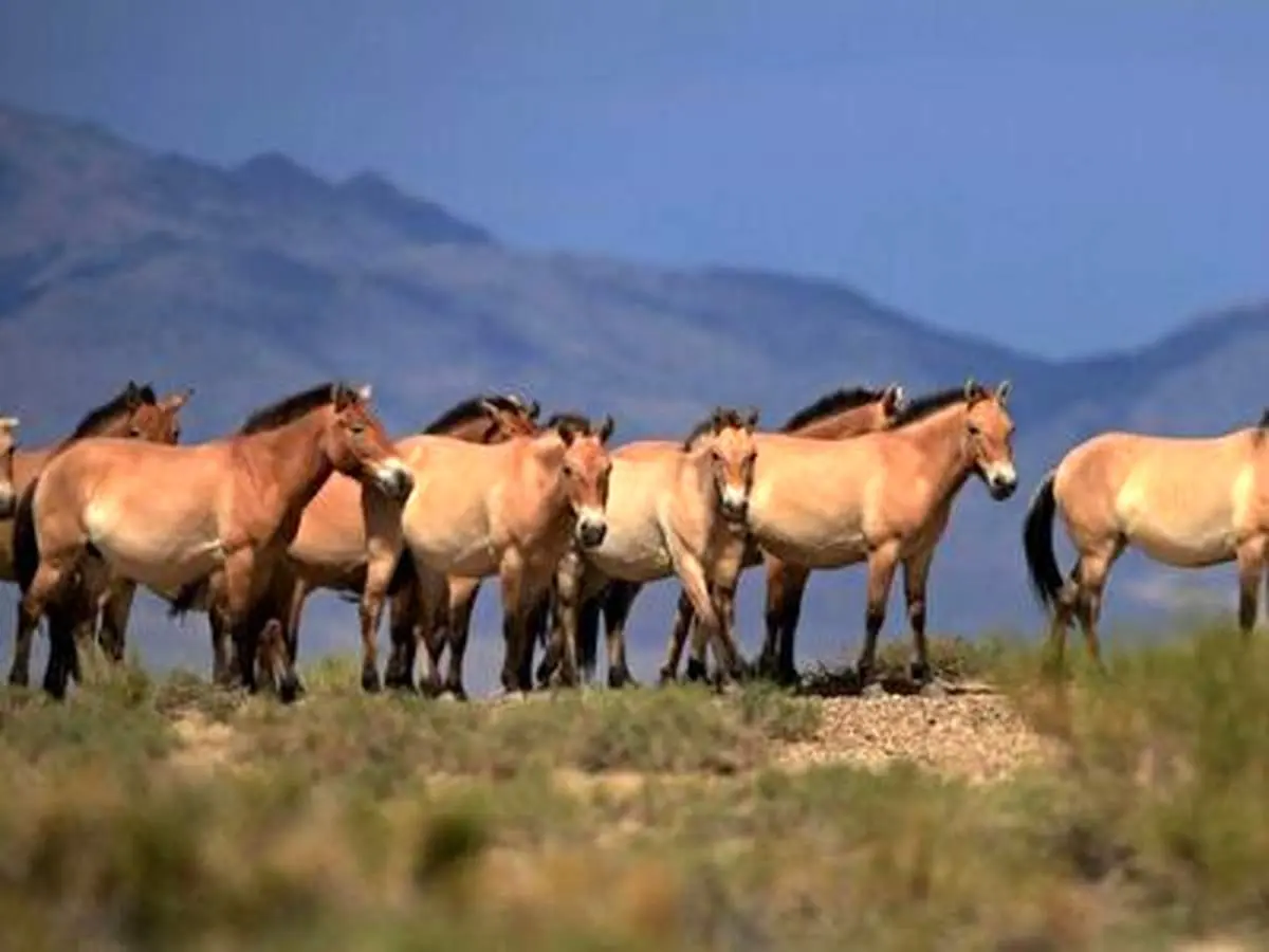قدرت نمایی اسب فوق العاده زیبای رئیس گله برای یک مهاجم!+ فیلم