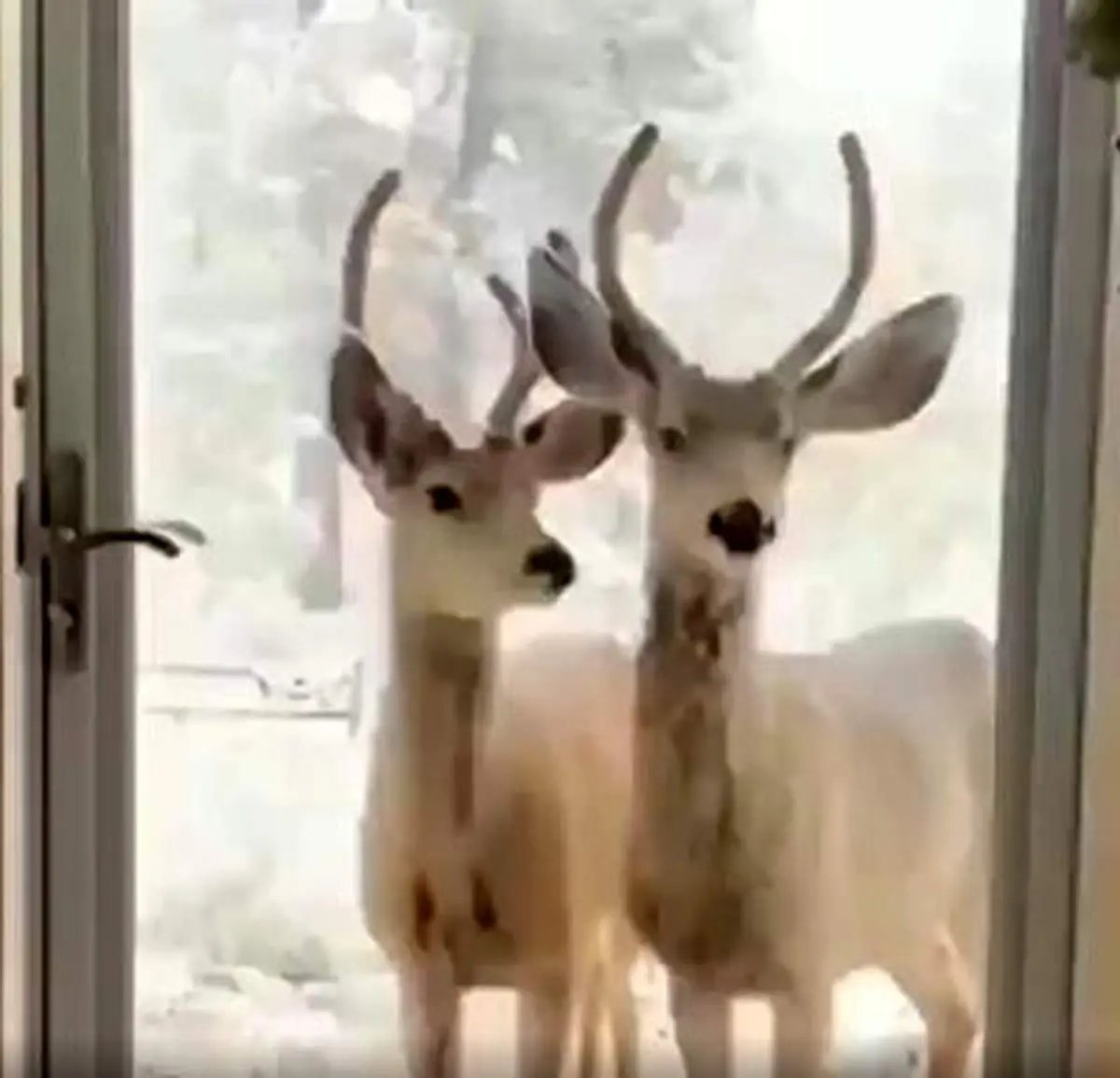 تلاش خنده‌دار چند گوزن‌ برای ورود به یک خانه+فیلم