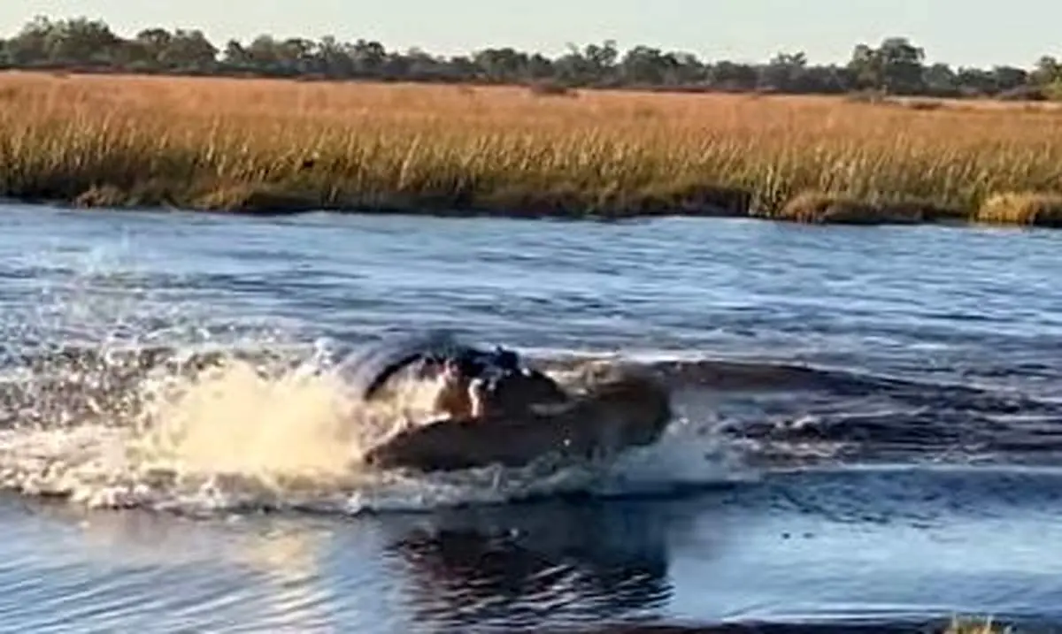 لحظات دردناک شکست شیرها در حیات وحش+ فیلم