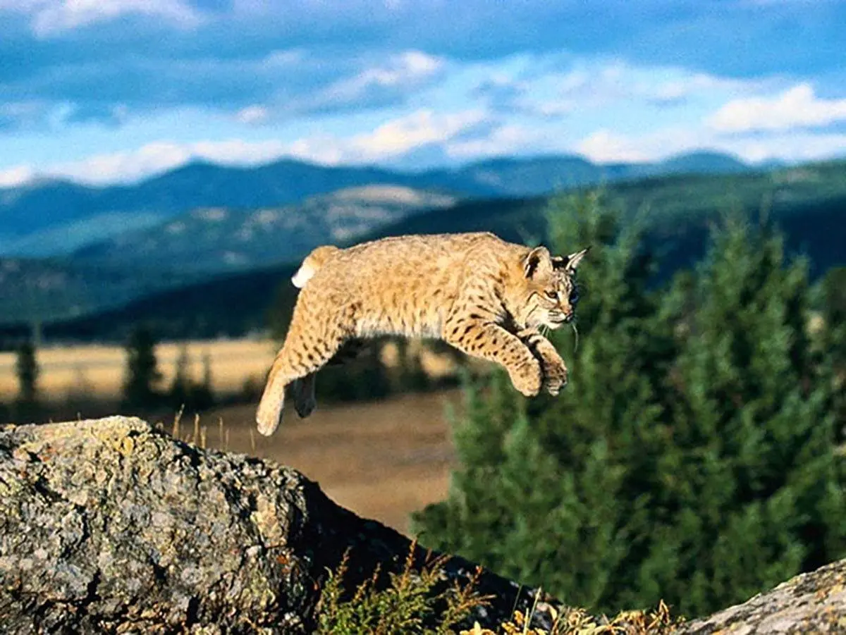 مجسمه بوقلمون، گربه دم کوتاه را به دام انداخت+ فیلم