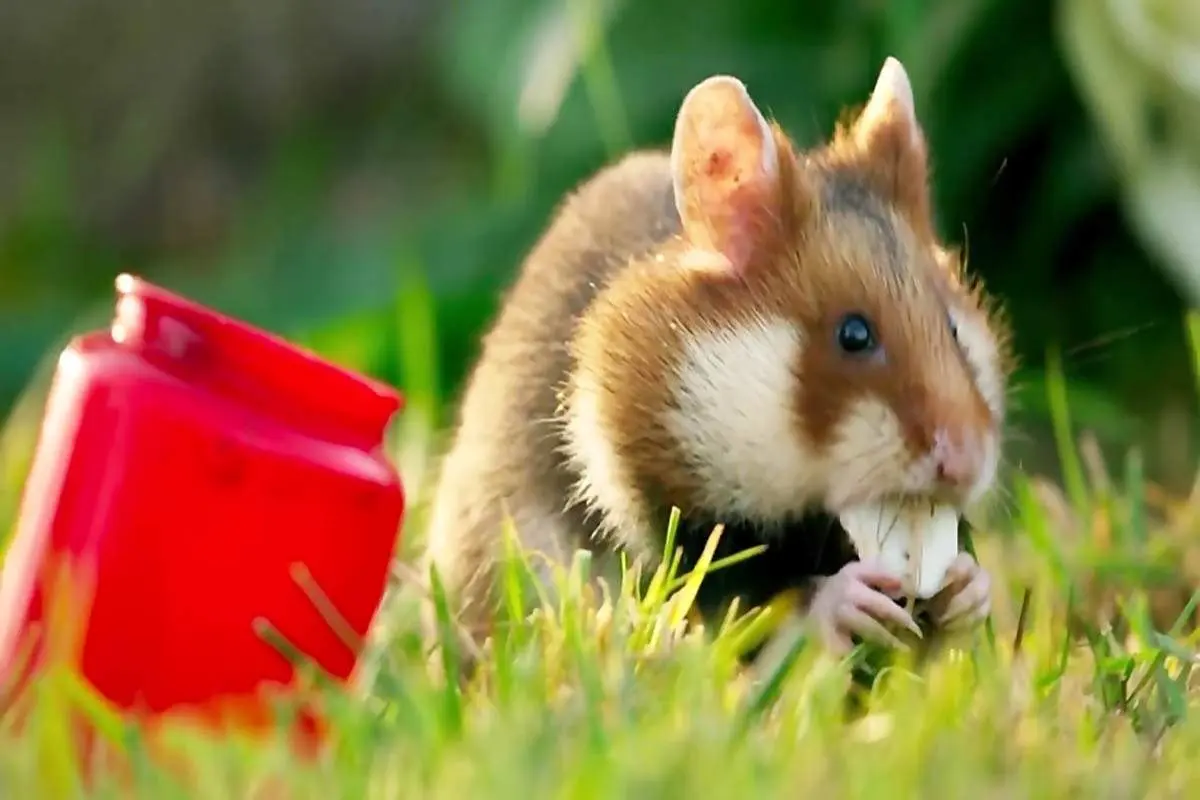 جشن همستر‌ها در قبرستان+ فیلم