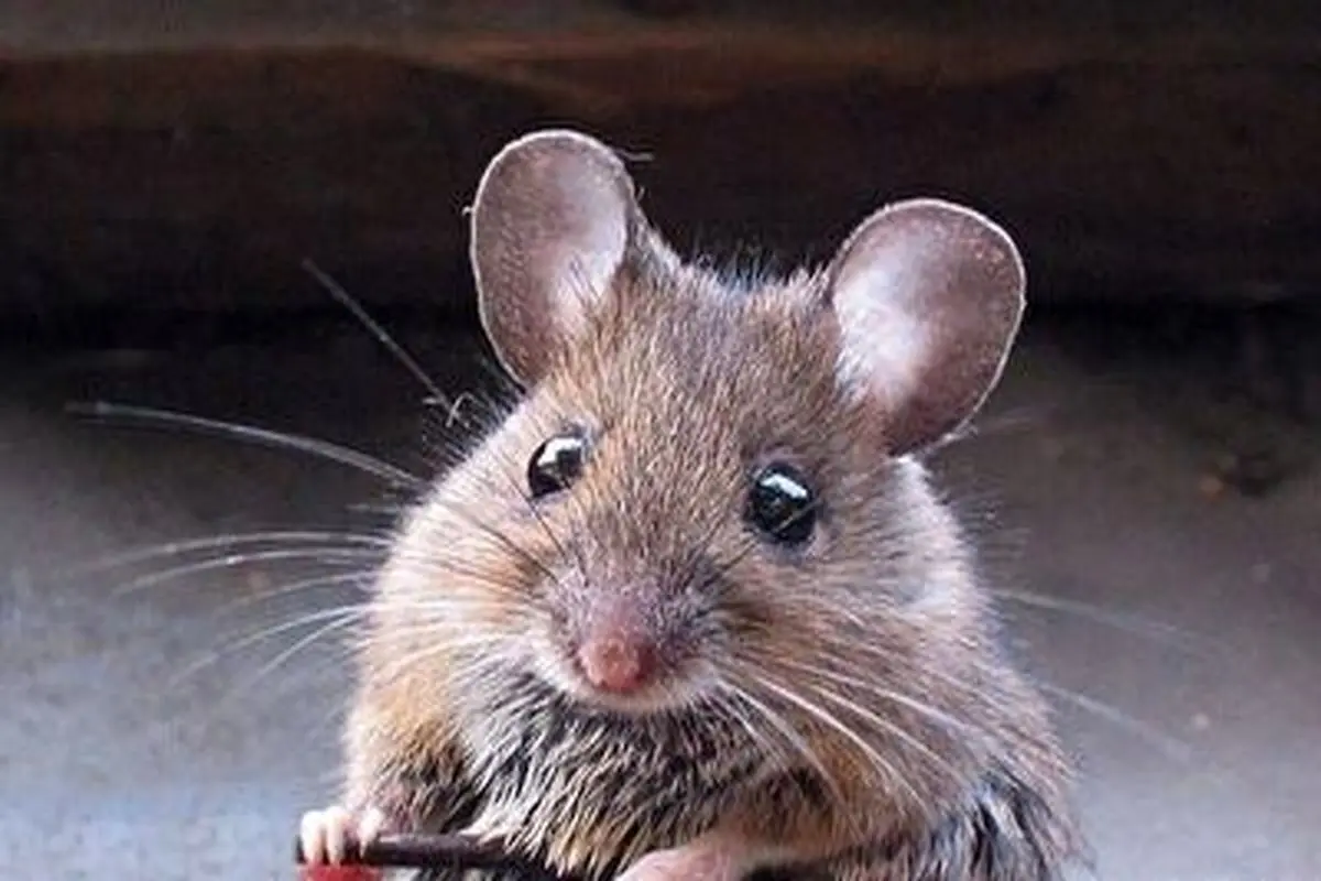 وقتی موش ها به کمک بیماری سل می آیند+ فیلم