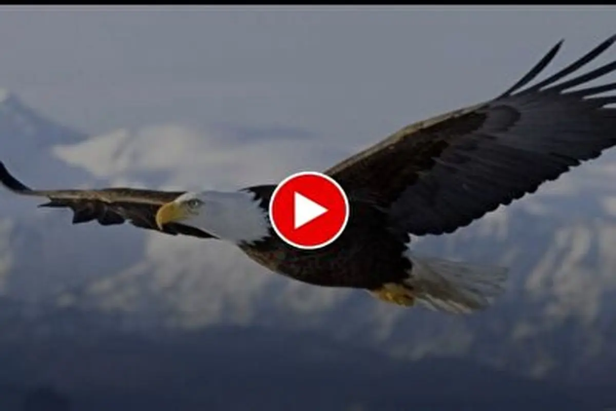 تلاش حیرت انگیز عقاب برای حفظ شکارش حتی پس از افتادن در آب!+ فیلم