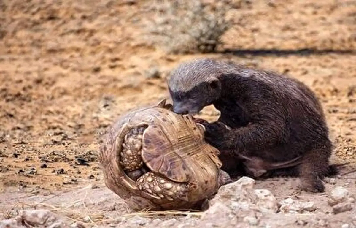 تلاش بی‌رحمانه گورگن عسل خوار برای کشتن لاک پشت!+ فیلم