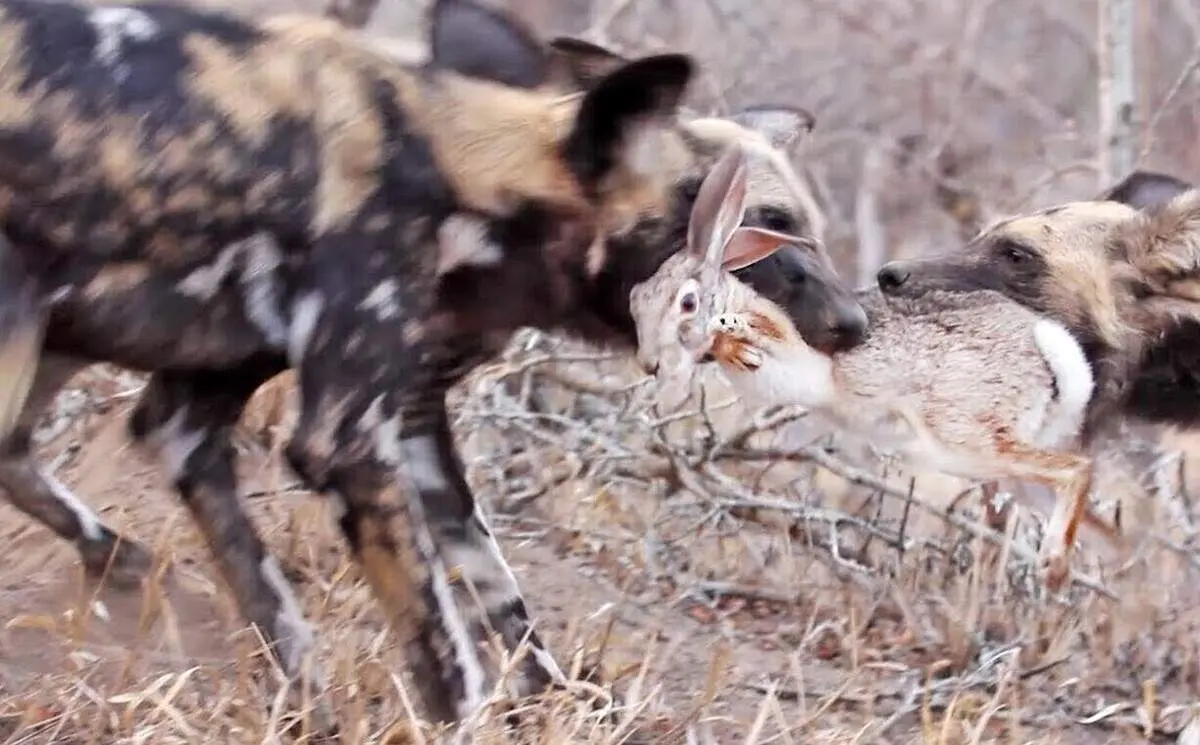 سگ‌ های وحشی یک خرگوش زنده را دریدند!+ فیلم