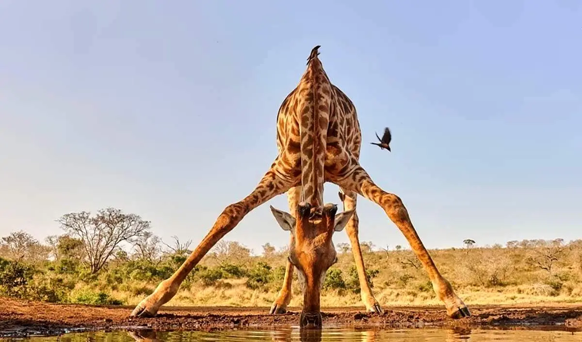 شکار غم انگیز زرافه توسط کروکودیل+ فیلم