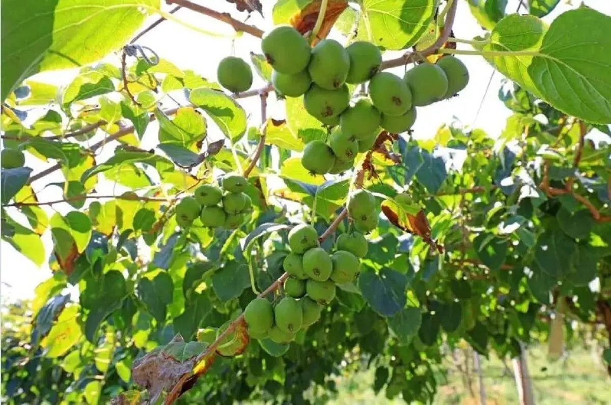 این میوه از «سرطان ریه» پیشگیری می کند