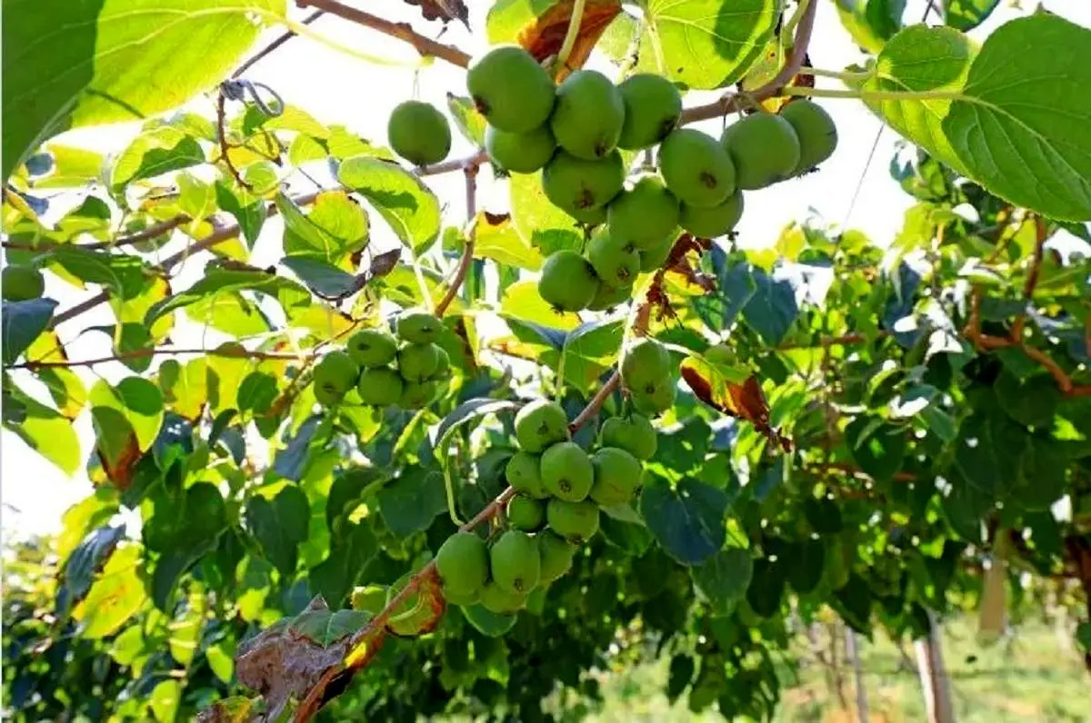 این میوه از «سرطان ریه» پیشگیری می کند