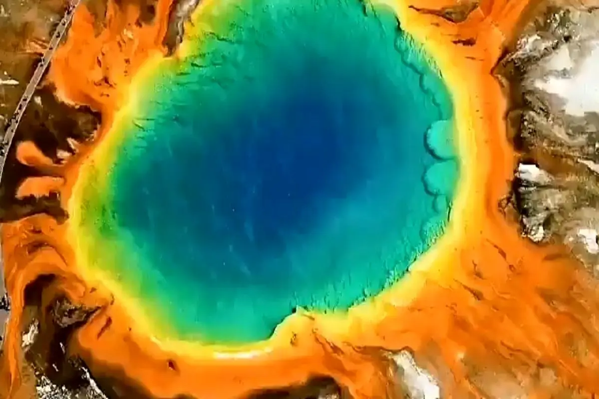 ویدئویی پربازدید از حوضچه جادویی گل نیلوفر در آمریکا