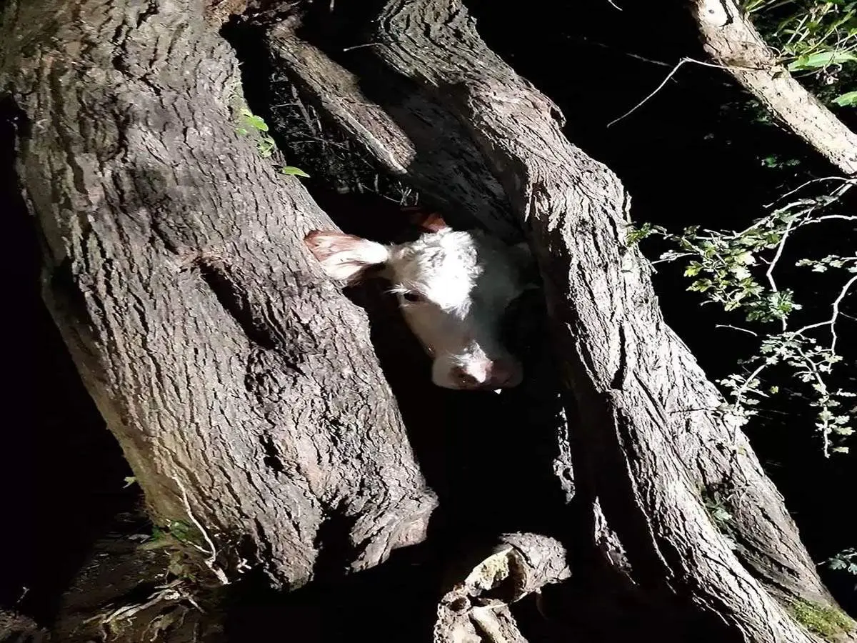 تلاش برای نجات گاو سر به هوا + فیلم