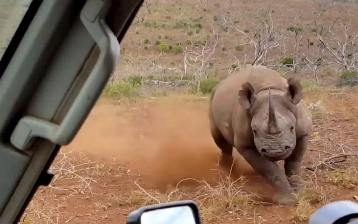 حمله کرگدن عصبانی به خودروی تویوتا گردشگران