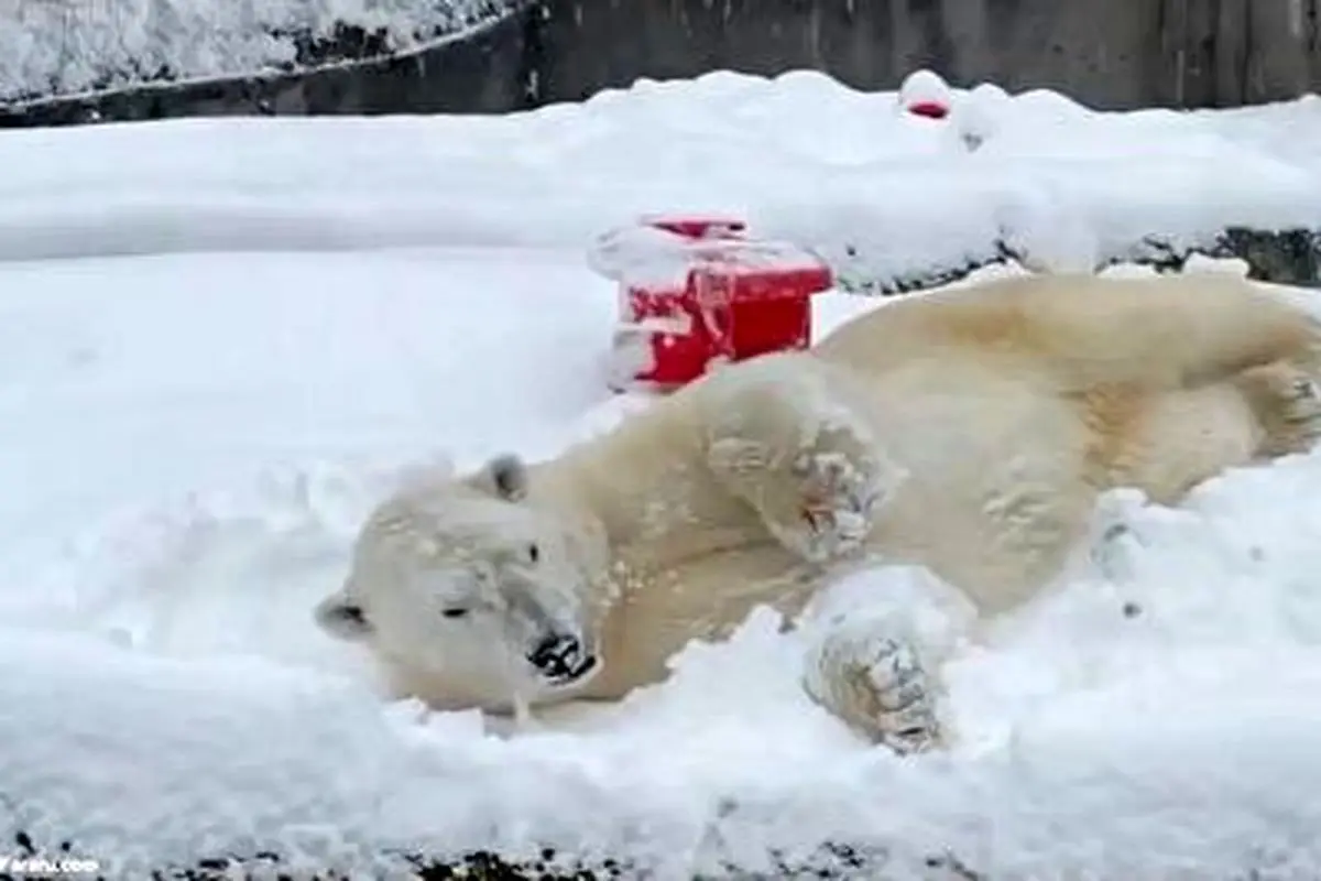 لذت دو خرس قطبی از برف بازی+ فیلم