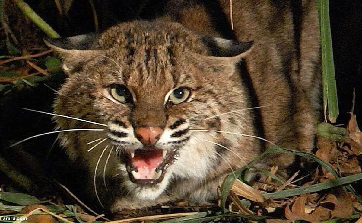 سیلی زدن پیاپی یک گربه به مار پیتون+ فیلم