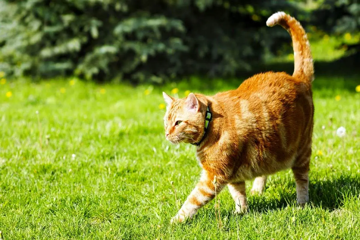 نجات معجزه آسای گربه از دست شغال+ فیلم