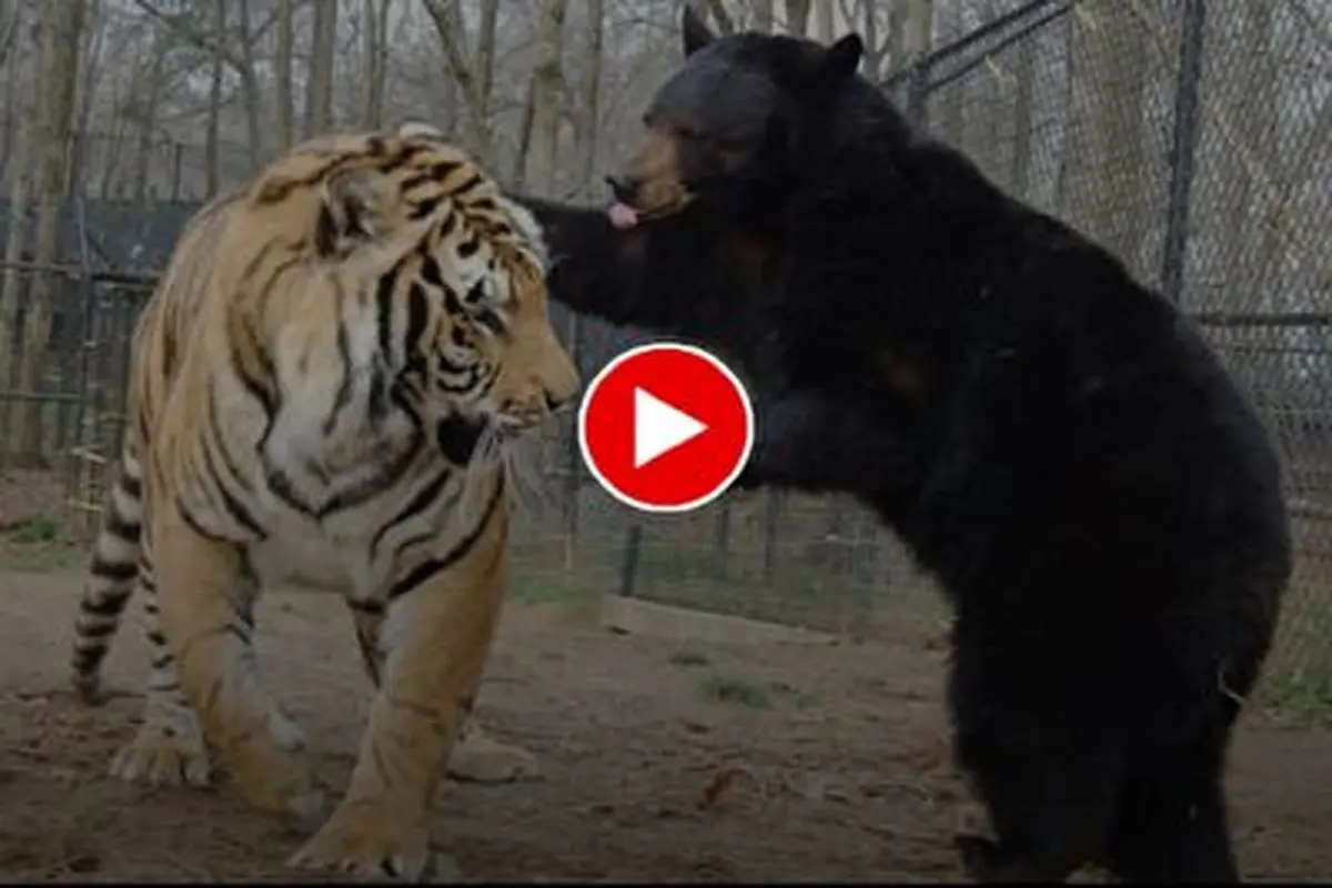 لحظه ترسناک حمله خرس سیاه به ببر غول‌پیکر+ فیلم