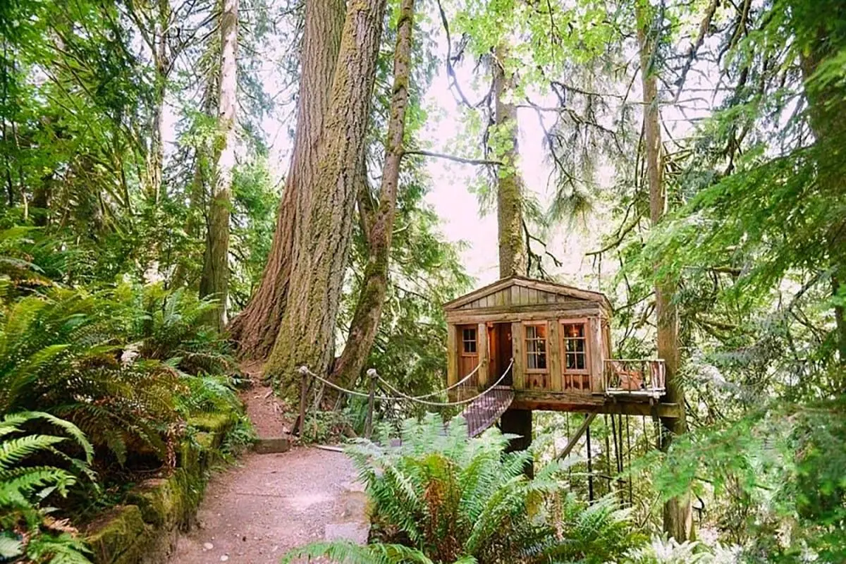 زیبا ترین خانه درختی در واشنگتن را ببینید+ فیلم