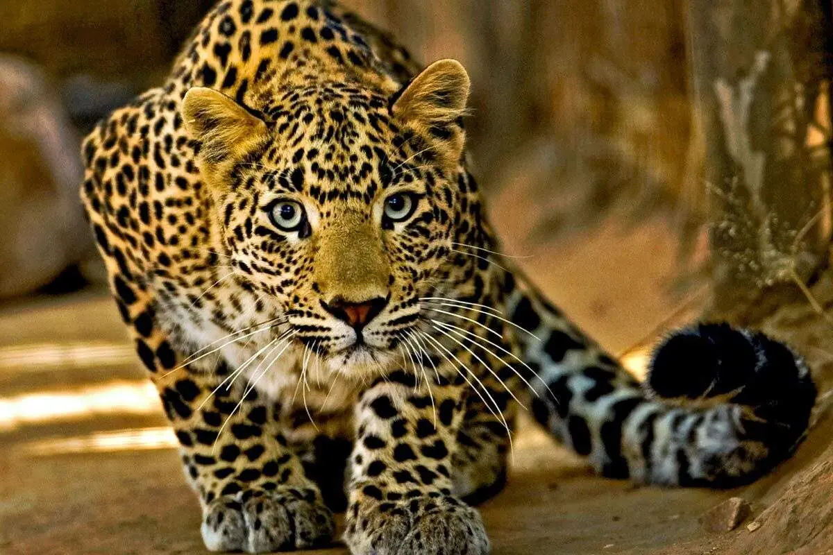 پلنگ گرسنه، مار پیتون را از درخت پایین کشید!+ تصاویر