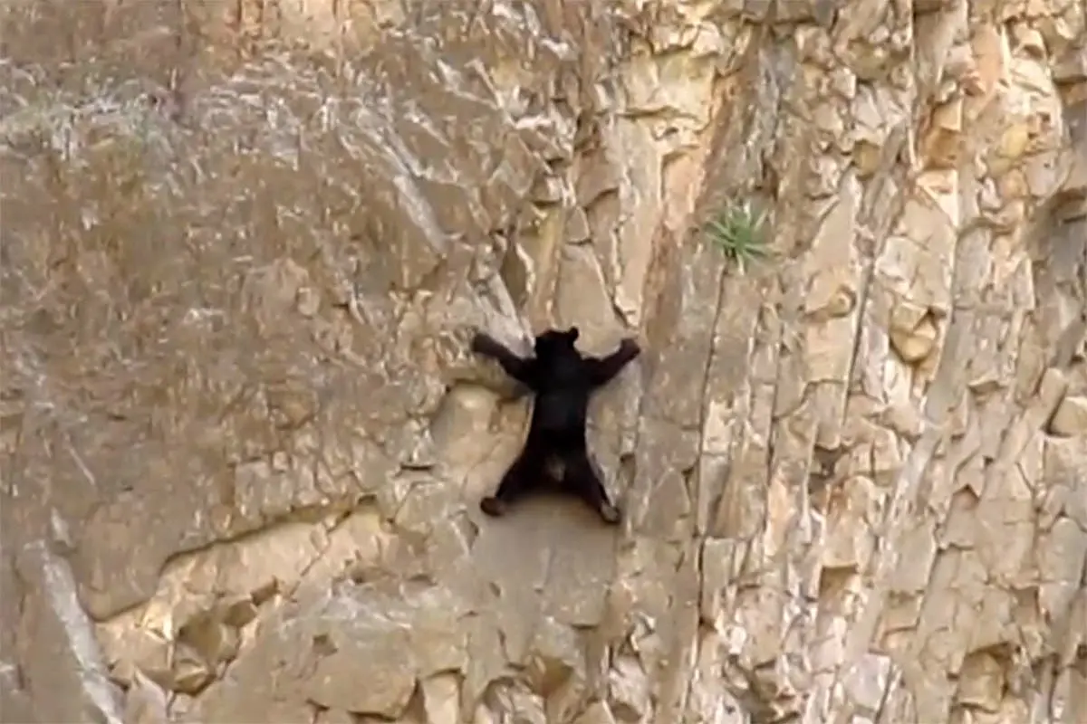 صخره نوردی خطرناک خرس ها+ فیلم