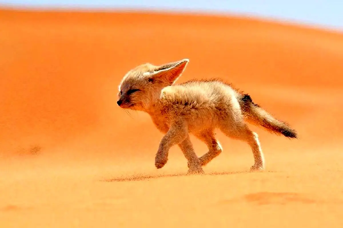 روباه صحرایی مار خطر ناک را می خورد+ فیلم
